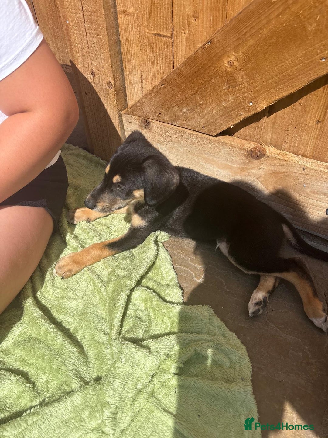 Mixed Breed dogs for sale: Saluki whippet greyhounds  - Image 11
