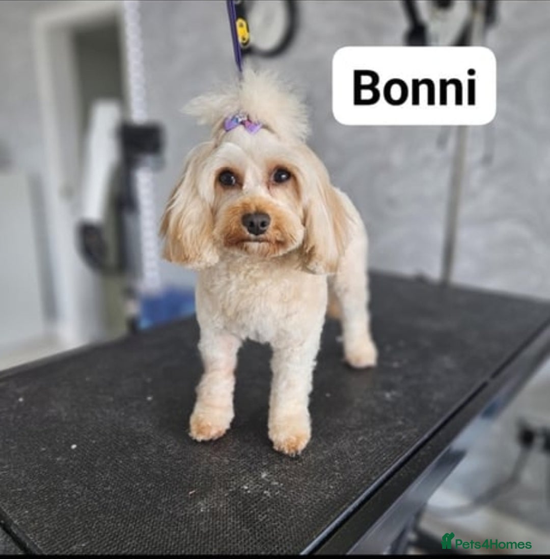 Mixed Breed dogs for sale: **Only 1 Boy Left** Miniture Cavapoo X Sproodle - Image 7
