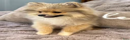 Pomsky dogs for sale: Stunning  **  Pomsky Boy - Advert 3