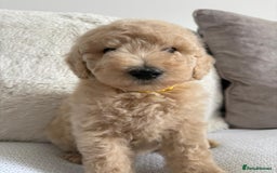 Standard Poodle dogs for sale: Stunning KC Standard Poodle Puppies for sale - Image 13
