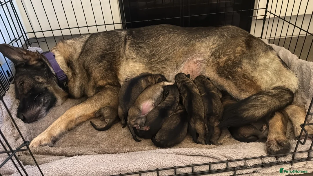 German Shepherd dogs for sale: German Shepherd puppies ready just before  **   in Lichfield - Advert 2