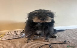 Cockapoo dogs for sale: Loving boy needs a home - Image 1