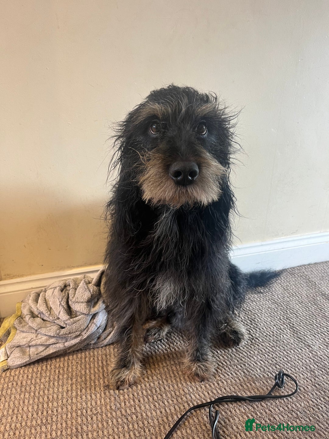 Cockapoo dogs for sale: Loving boy needs a home - Image 1