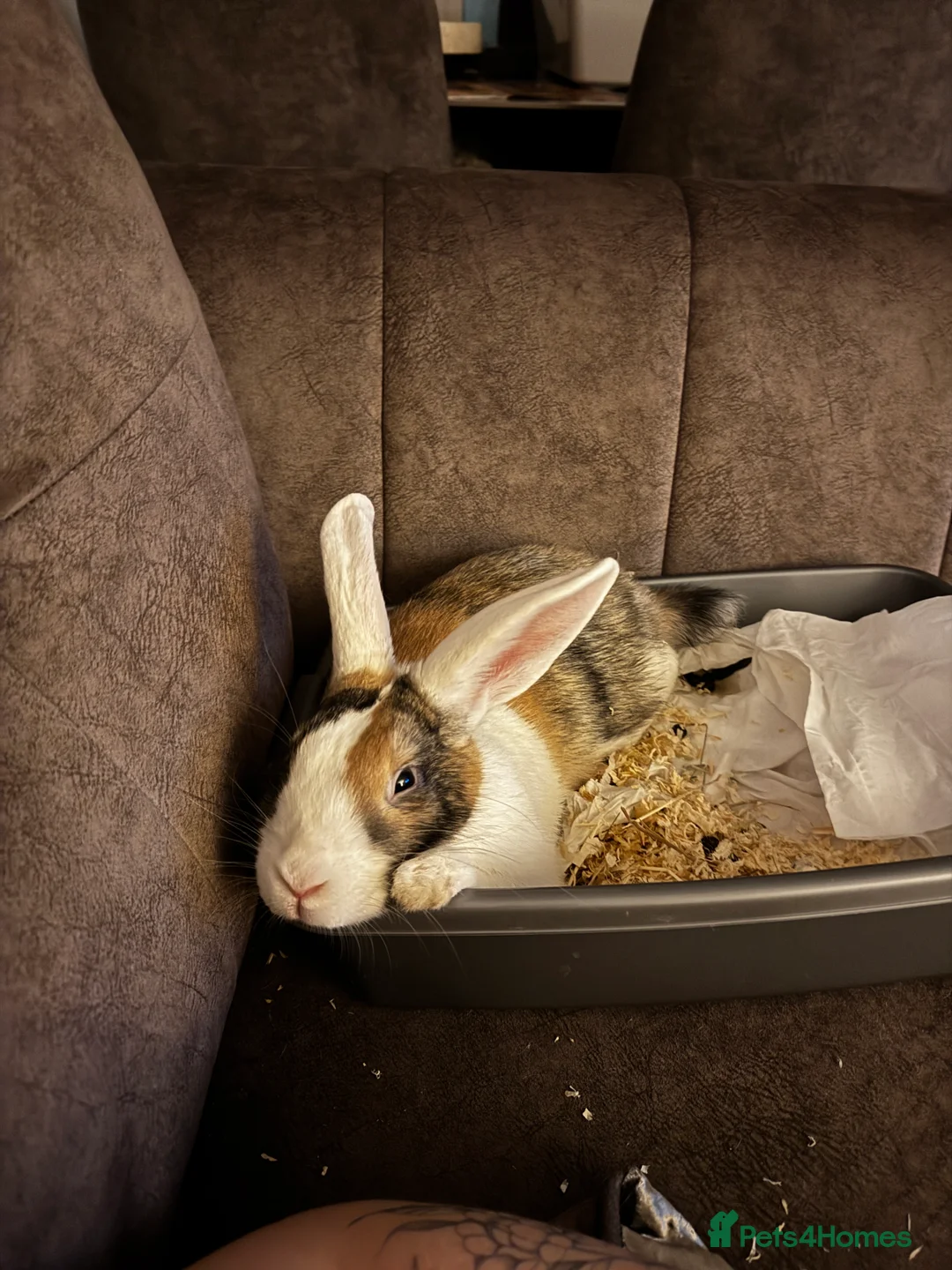 Mixed Breed rabbits for sale: Neutered male rabbit  - Advert 2