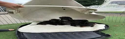 Dachshund dogs for sale: Dachshund puppies mixed litter  - Advert 5