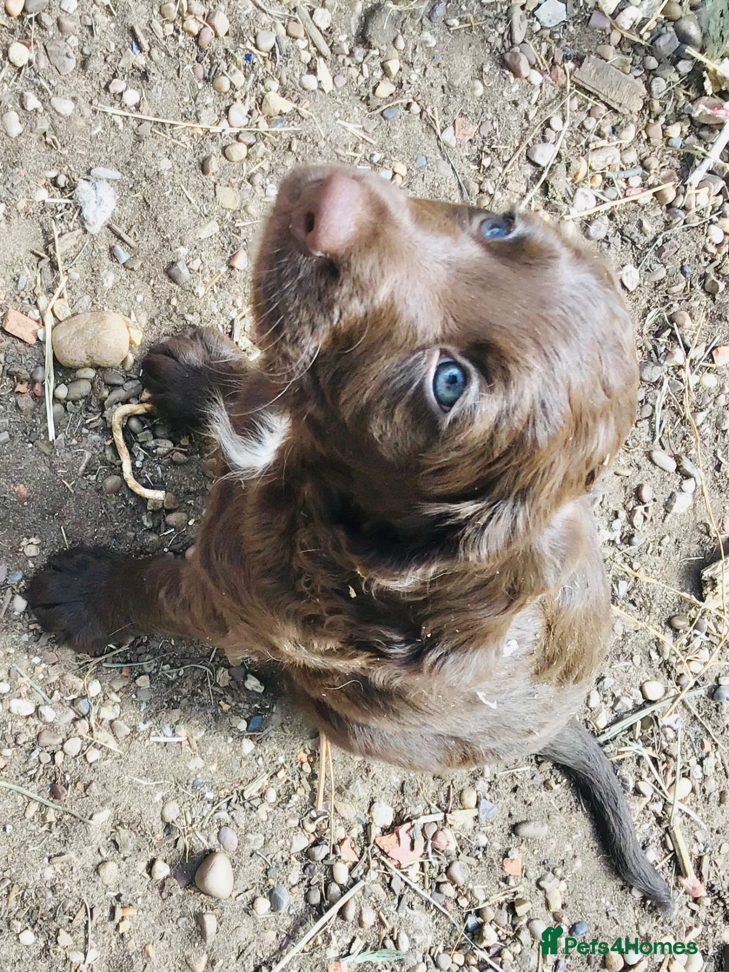 Mixed Breed dogs A wonderful surprise during a sad time. - Advert 4