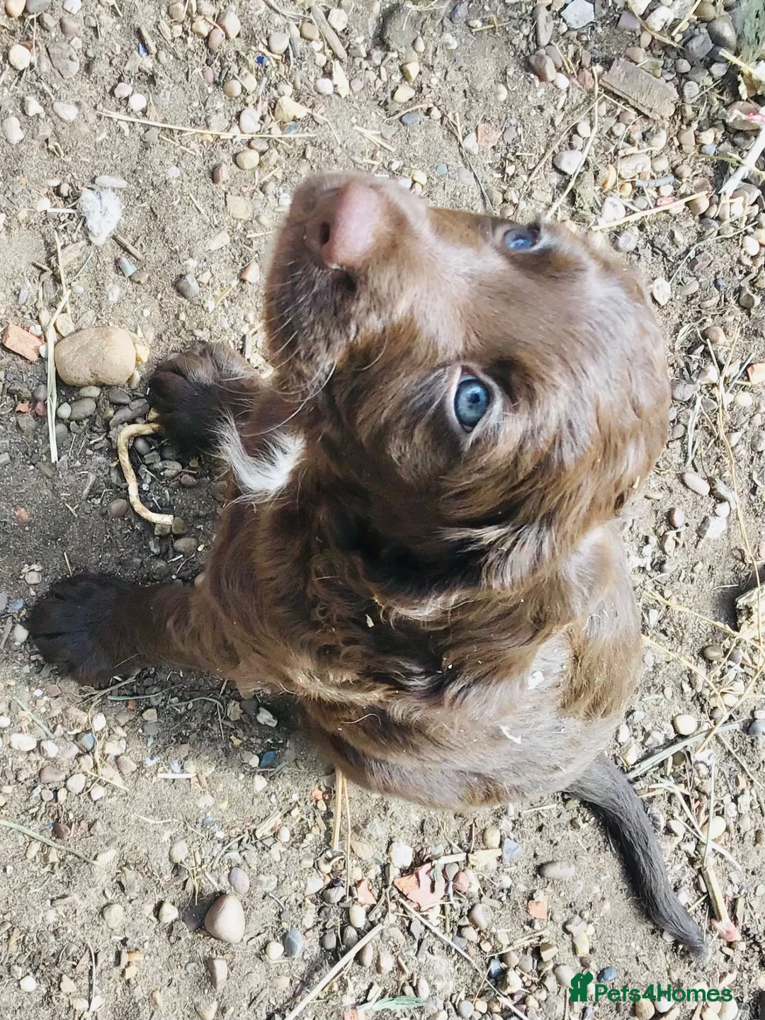 Mixed Breed dogs for sale: A wonderful surprise during a sad time. - Advert 1