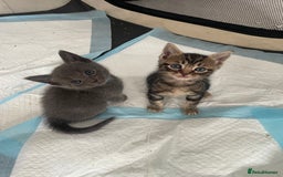 Ragdoll cats for sale: Stunning Ragdoll X for sale - Image 1