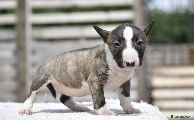 Miniature Bull terrier dogs - Advert 1