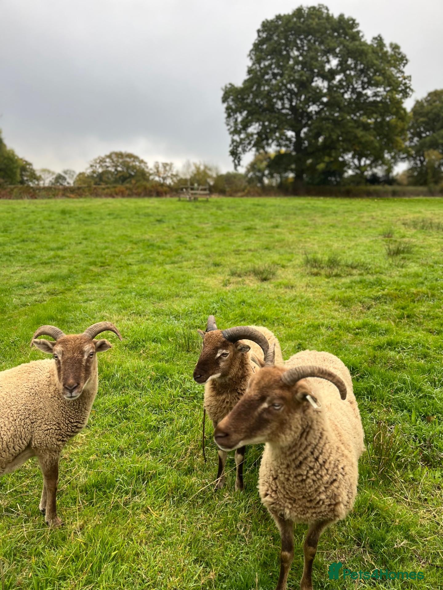 Sheep livestock Pedigree Castlemilk Moorit sheep - Advert 15