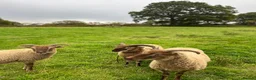 Sheep livestock for sale: Pedigree Castlemilk Moorit sheep in Taunton - Advert 1