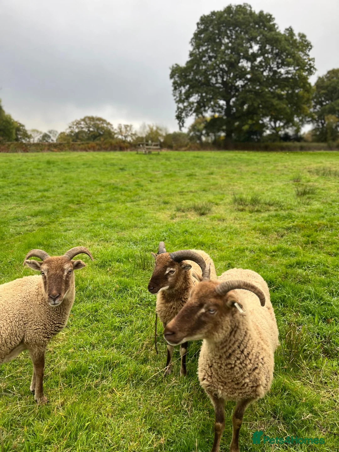Sheep livestock for sale: Pedigree Castlemilk Moorit sheep in Taunton - Advert 1