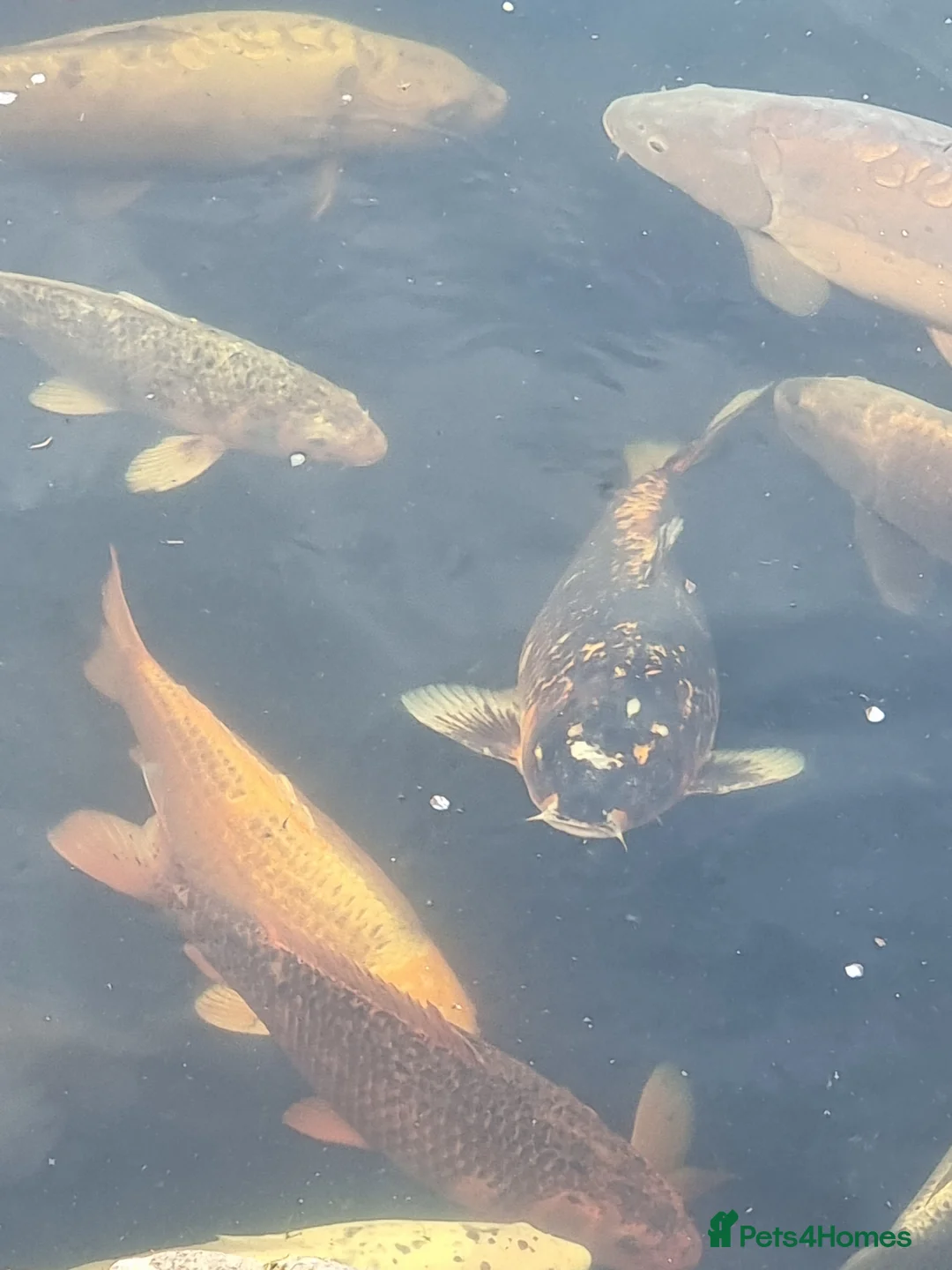 Koi Carp fish for sale: Koi Carp/Albino Sturgeon full lot needing to sell in London - Advert 6