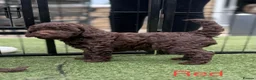 Cockapoo dogs for sale:  Absolutely stunning  F1b chocolate cockapoos  in Peterborough - Advert 6
