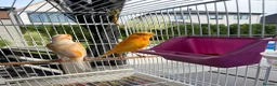 Parrots birds for sale: Find Your Perfect Parrot–Loving Companions Ready in Halifax - Advert 11