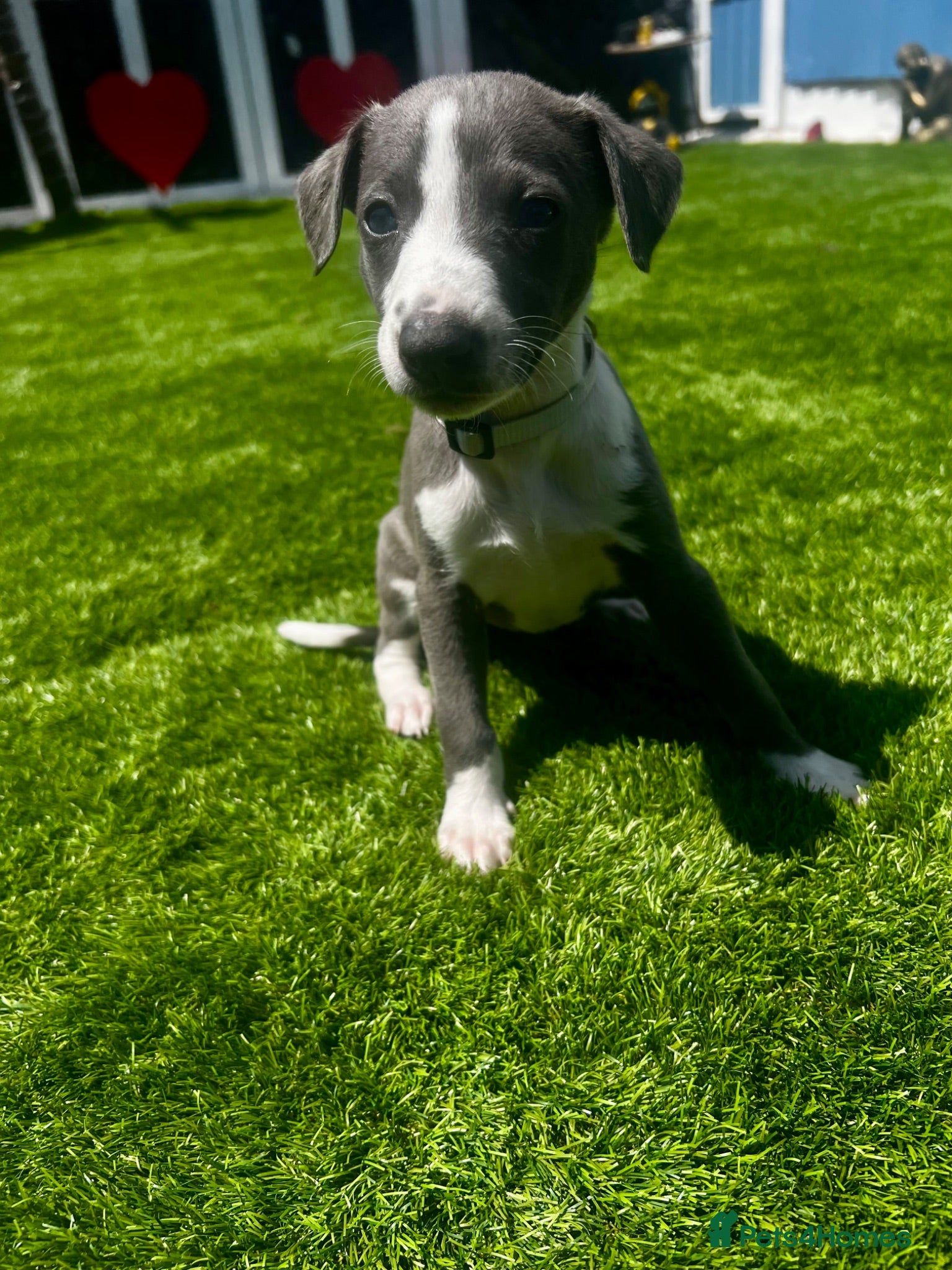 Whippet dogs Beautiful Blue & White Whippet Puppies - Advert 10