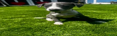Puppy 5