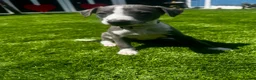 Whippet dogs for sale: Beautiful Blue & White Whippet Puppies - Advert 1