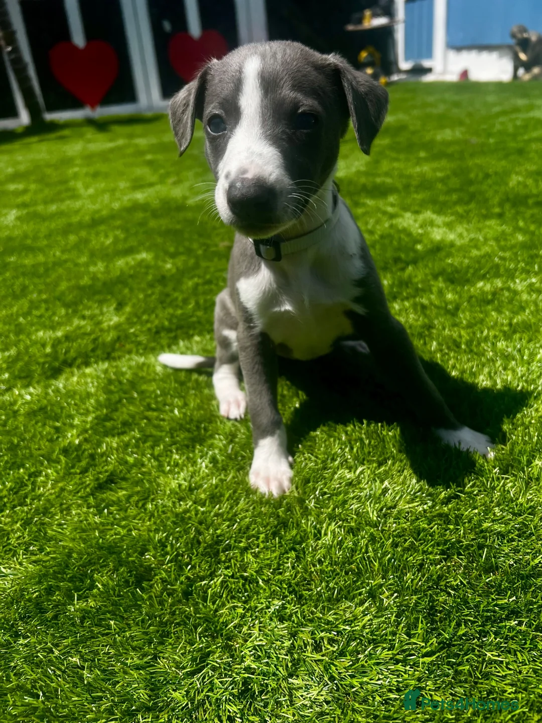 Whippet dogs for sale: Beautiful Blue & White Whippet Puppies - Advert 1