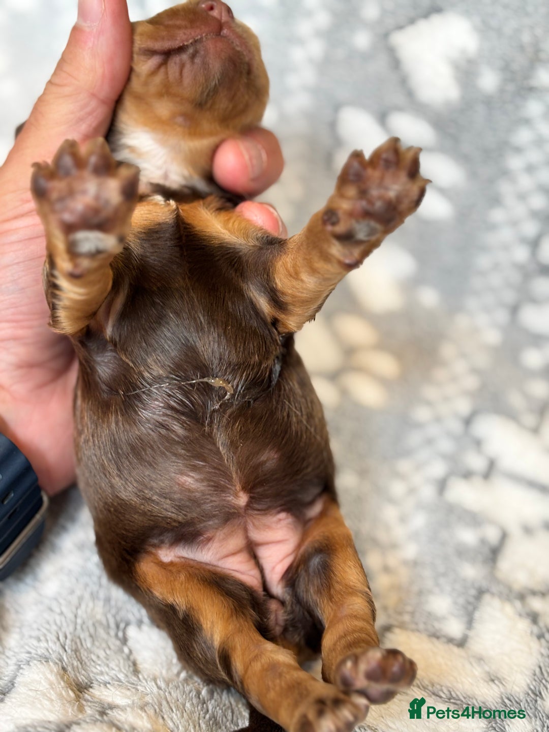 Cocker Spaniel dogs for sale: Champion bred KC health tested cockers  - Image 16