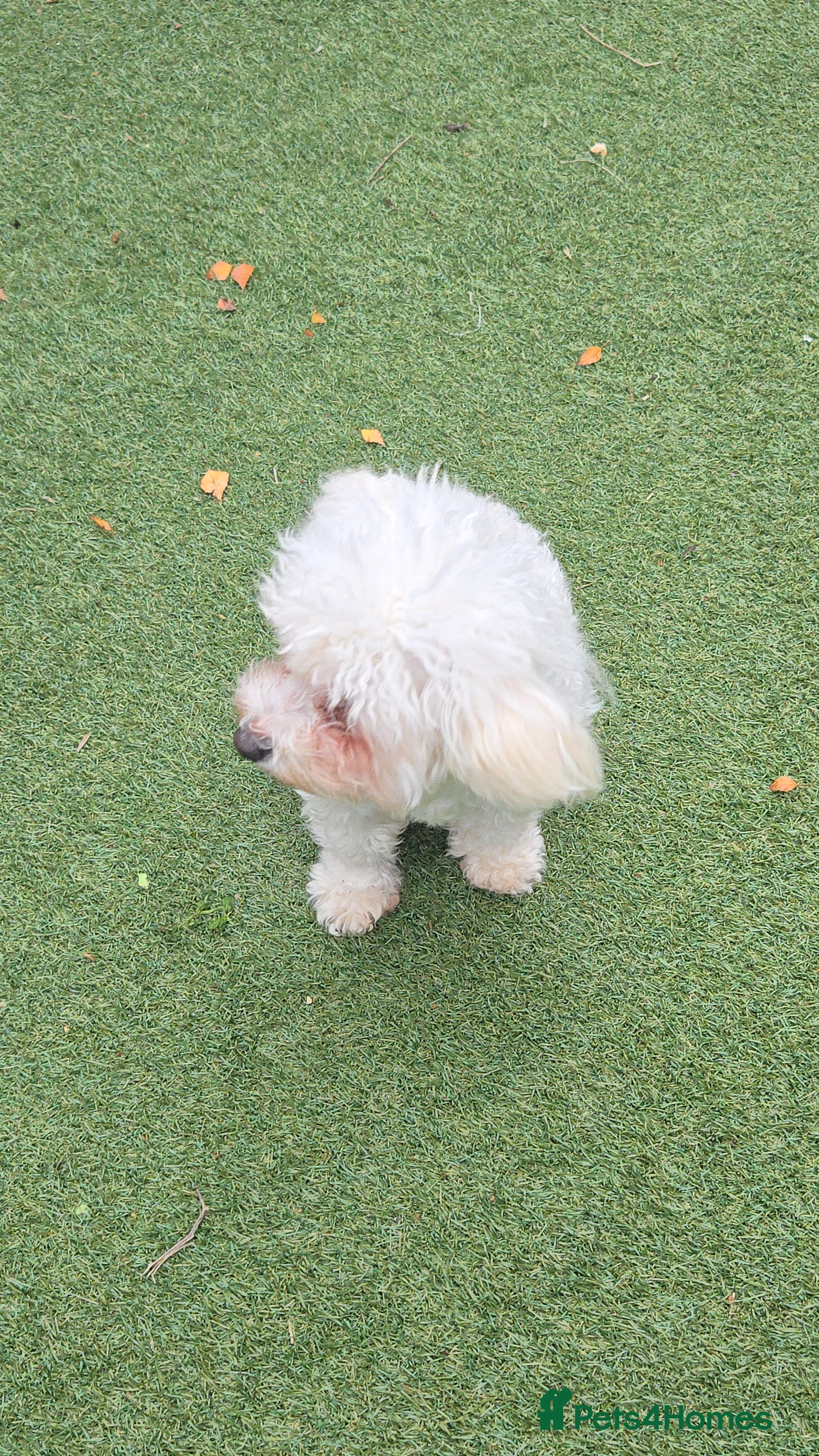 Poochon dogs Sylvia  - Advert 1