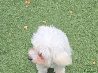 Poochon dogs Sylvia - Advert 1