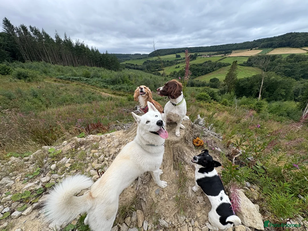 Shepsky dogs for sale: Shepsky Pups in Scarborough - Advert 2