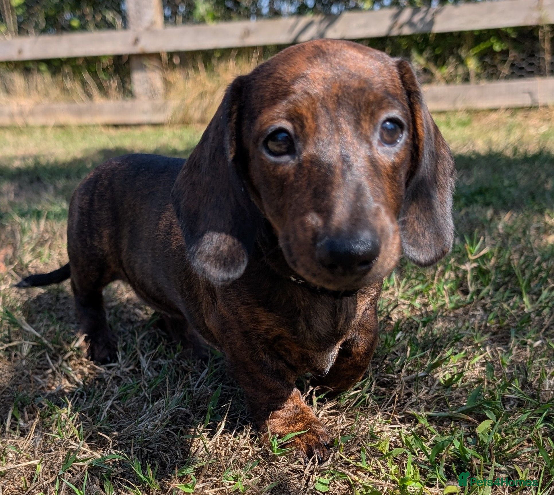 Miniature Dachshund dogs Miniature Brindle Dachshund Puppies - Advert 2