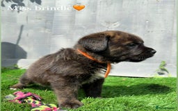 Mixed Breed dogs for sale: Gorgeous st weilers  - Image 8