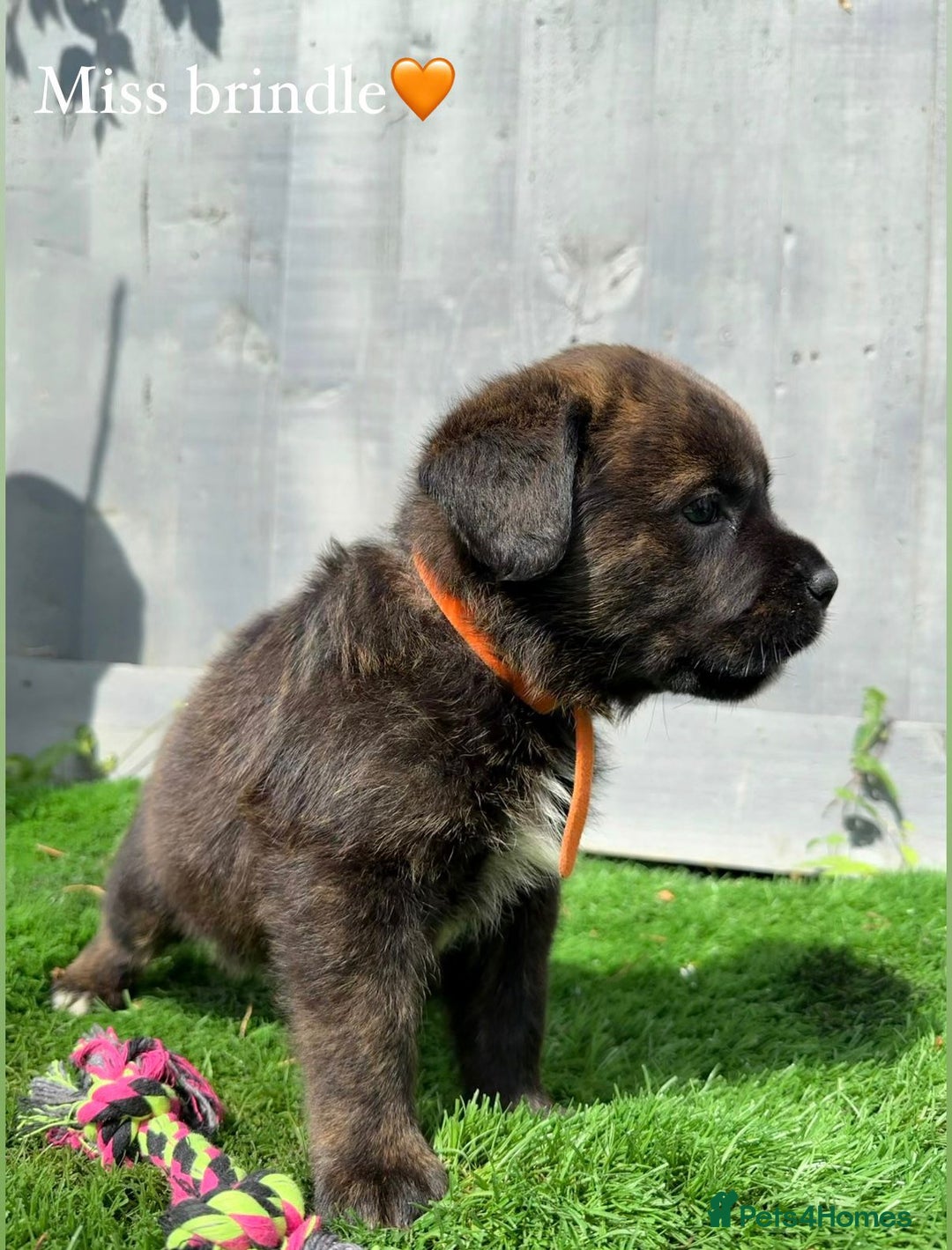 Mixed Breed dogs for sale: Gorgeous st weilers  - Image 8