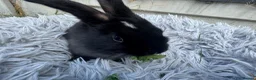 Mini Lion Lop rabbits for sale: Mini lop/lion head baby bunnies in Basildon - Advert 5