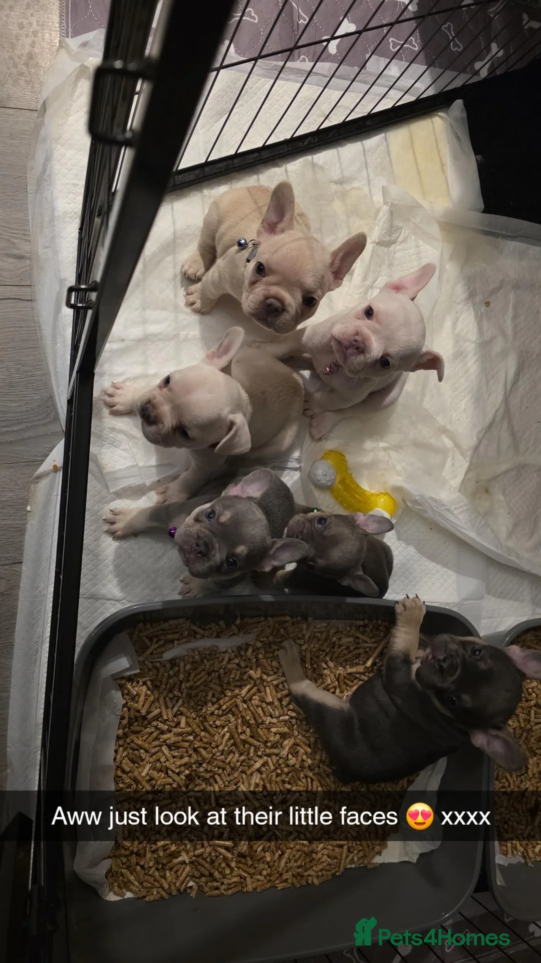 French Bulldog dogs for sale: French bulldogs  in Ellesmere Port - Advert 19