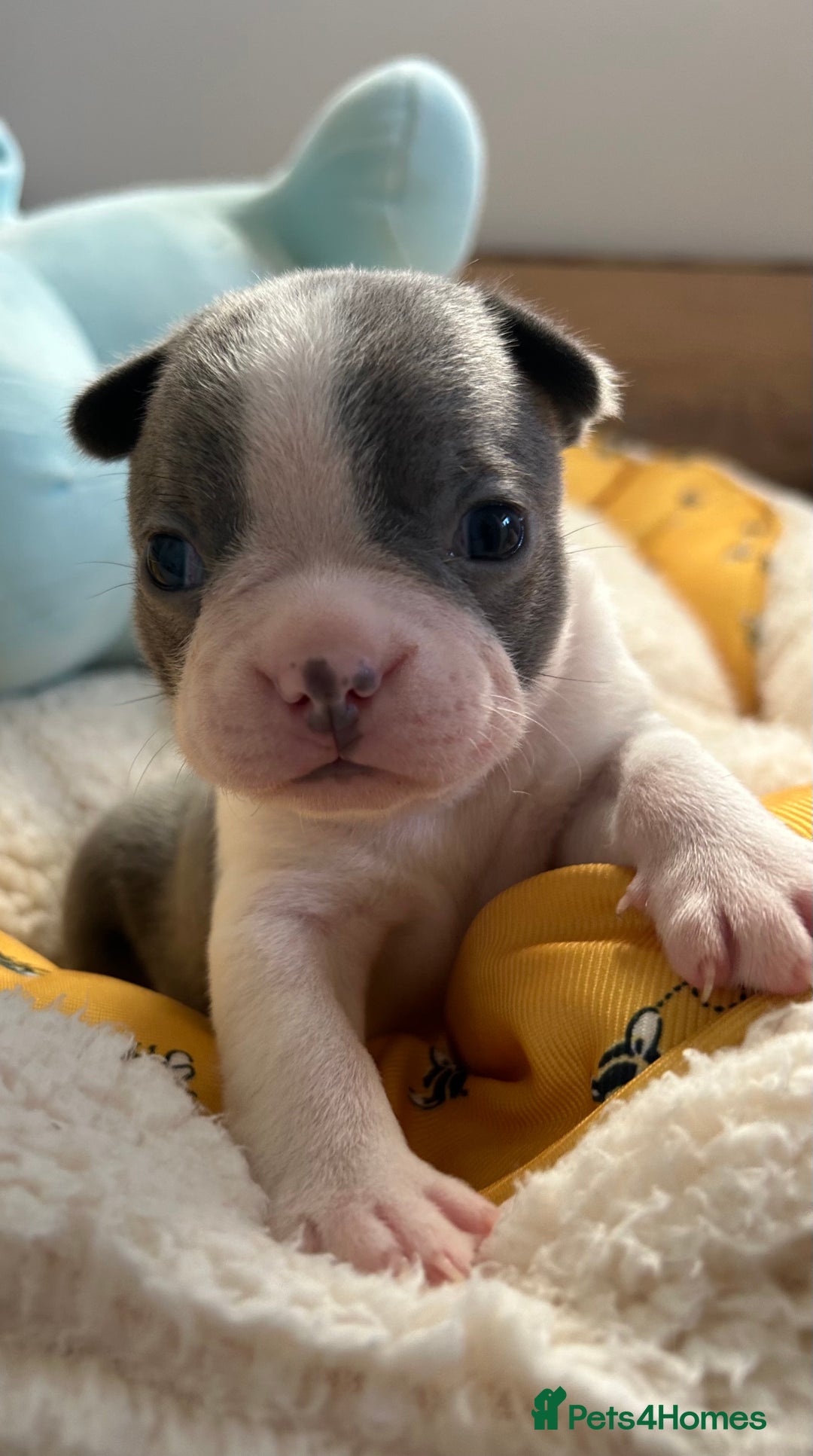 Boston Terrier dogs for sale: Stunning KC registered litter - Image 25
