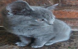 British Shorthair cats for sale: Stunning British Short ready for forever home - Advert 1