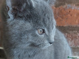 British Shorthair cats Stunning British Short ready for forever home - Advert 10