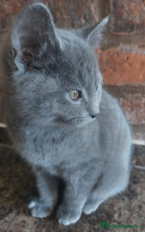 British Shorthair cats Stunning British Short ready for forever home - Advert 1