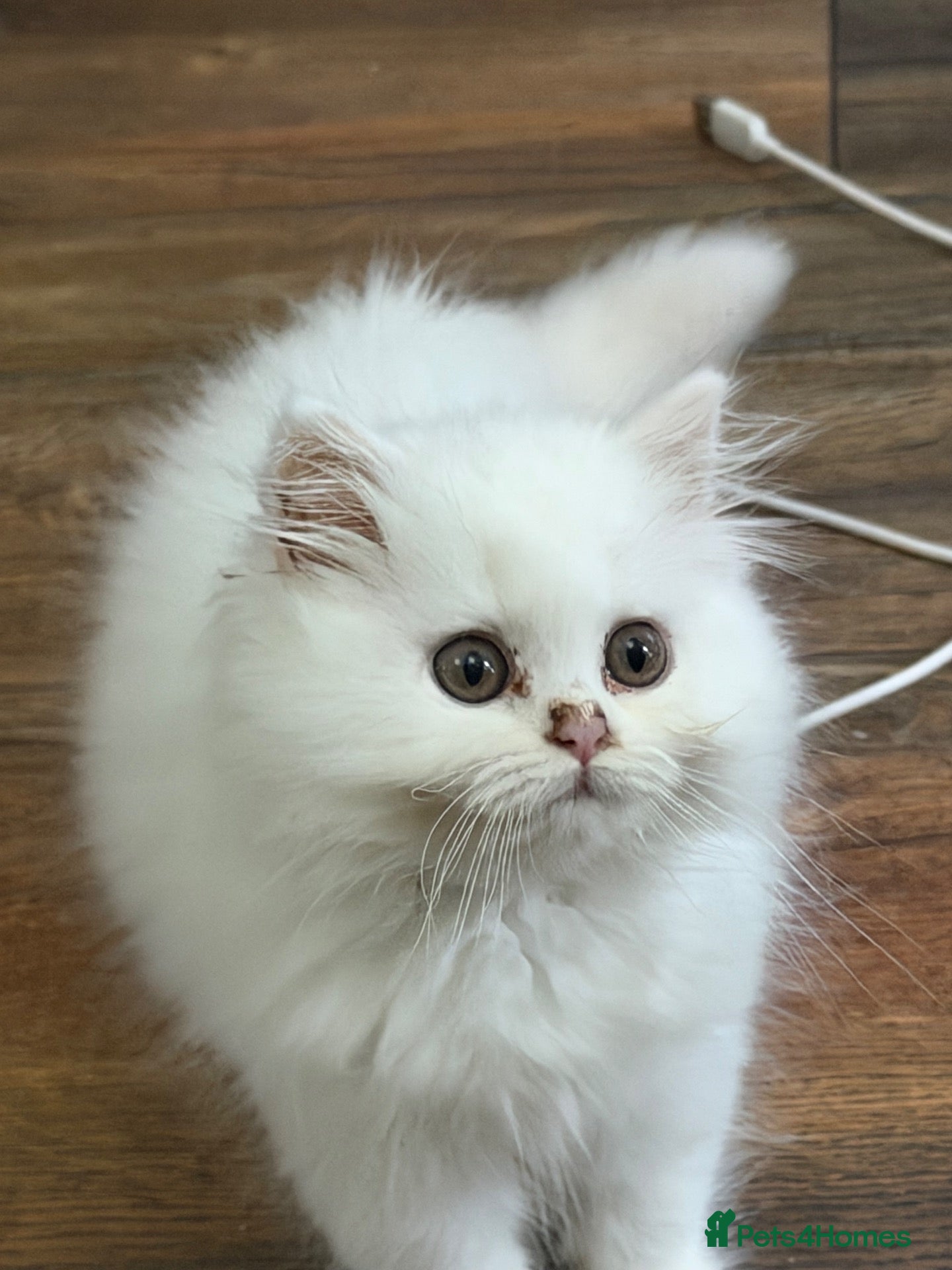 British Longhair cats Beautiful British Longhair Kittens – Boy & Girl - Advert 15