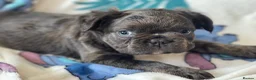 French Bulldog dogs for sale: RKC French bulldog puppies - Advert 8