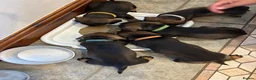 Dachshund dogs for sale: Wirehaired Dachshund standard KC registered - Advert 5