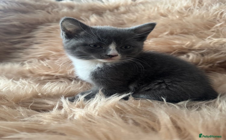 Ragdoll cats Ragdoll X only 2 left  - Advert 13