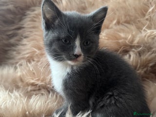 Ragdoll cats Ragdoll X only 2 left - Advert 6