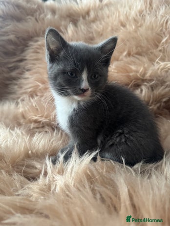 Ragdoll cats Ragdoll X only 2 left - Advert 13