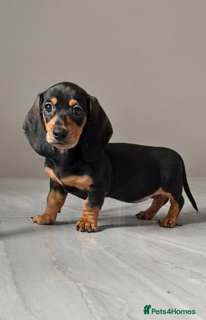 Miniature Dachshund dogs LAST GIRL !!!!REDUCED!!!!!mini smoothe dachshund - Advert 18
