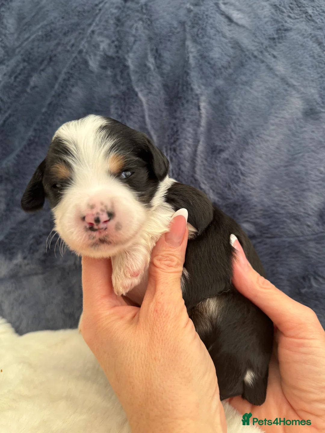 Bernedoodle dogs for sale: Gorgeous Bernedoodle puppies 🖤 - Advert 32