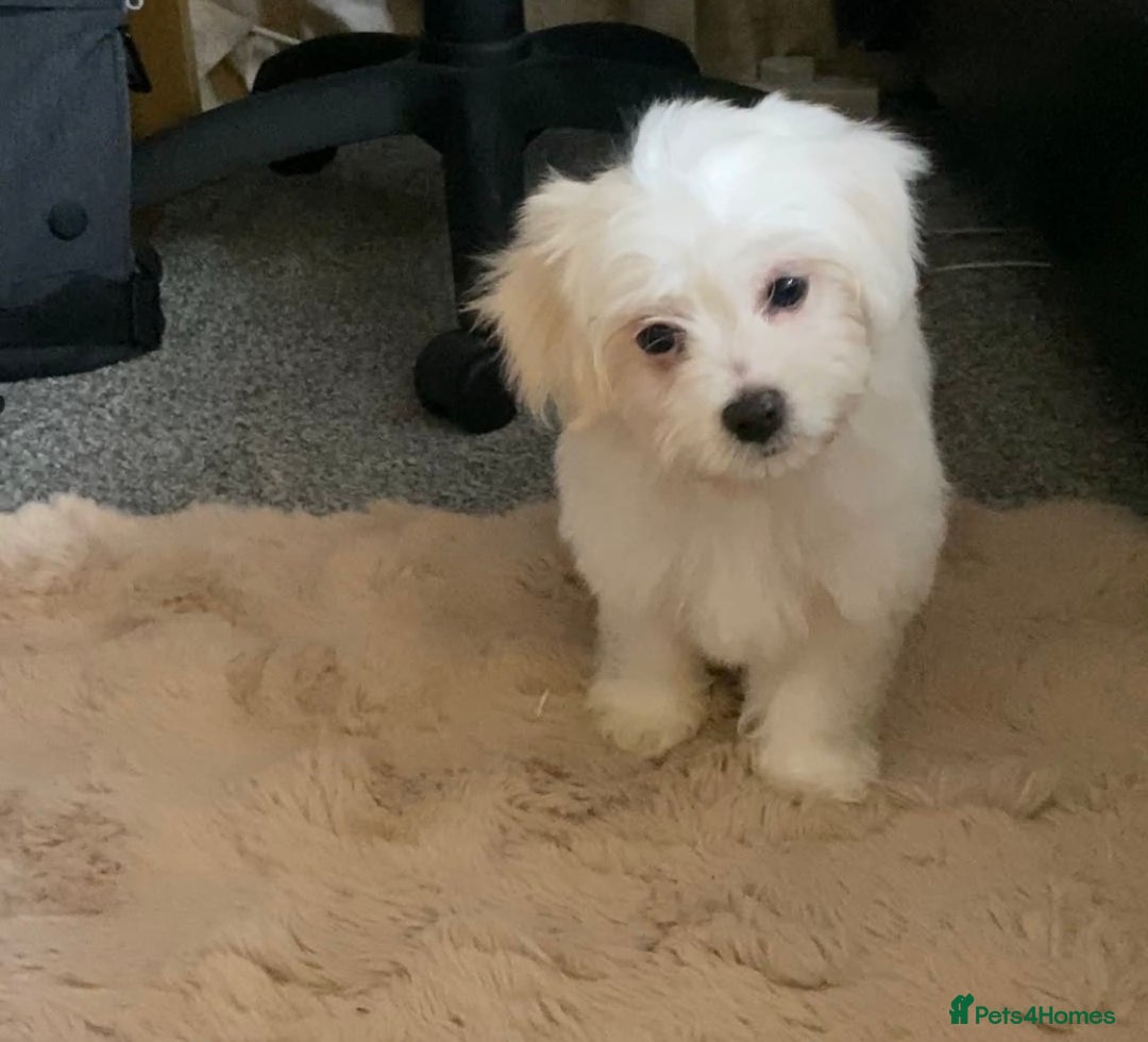 Maltese dogs for sale: Purebred Maltese Puppies  - Image 13