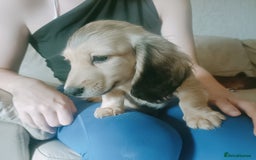 Miniature Dachshund dogs for sale: Long haired Shaded cream, 5 ⭐ licenced breeder - Image 3