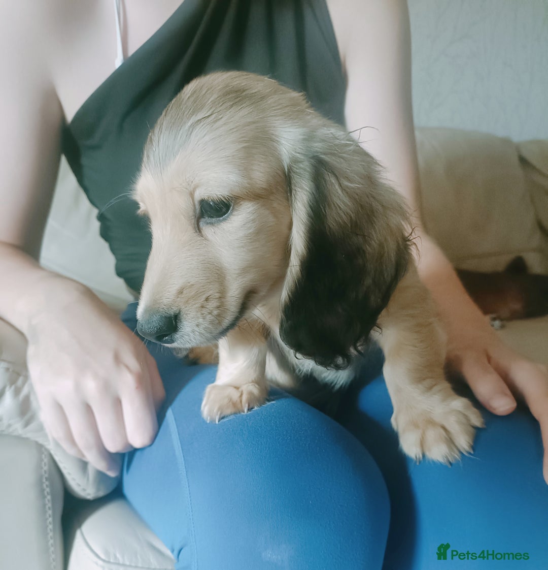 Miniature Dachshund dogs for sale: Long haired Shaded cream, 5 ⭐ licenced breeder - Image 3