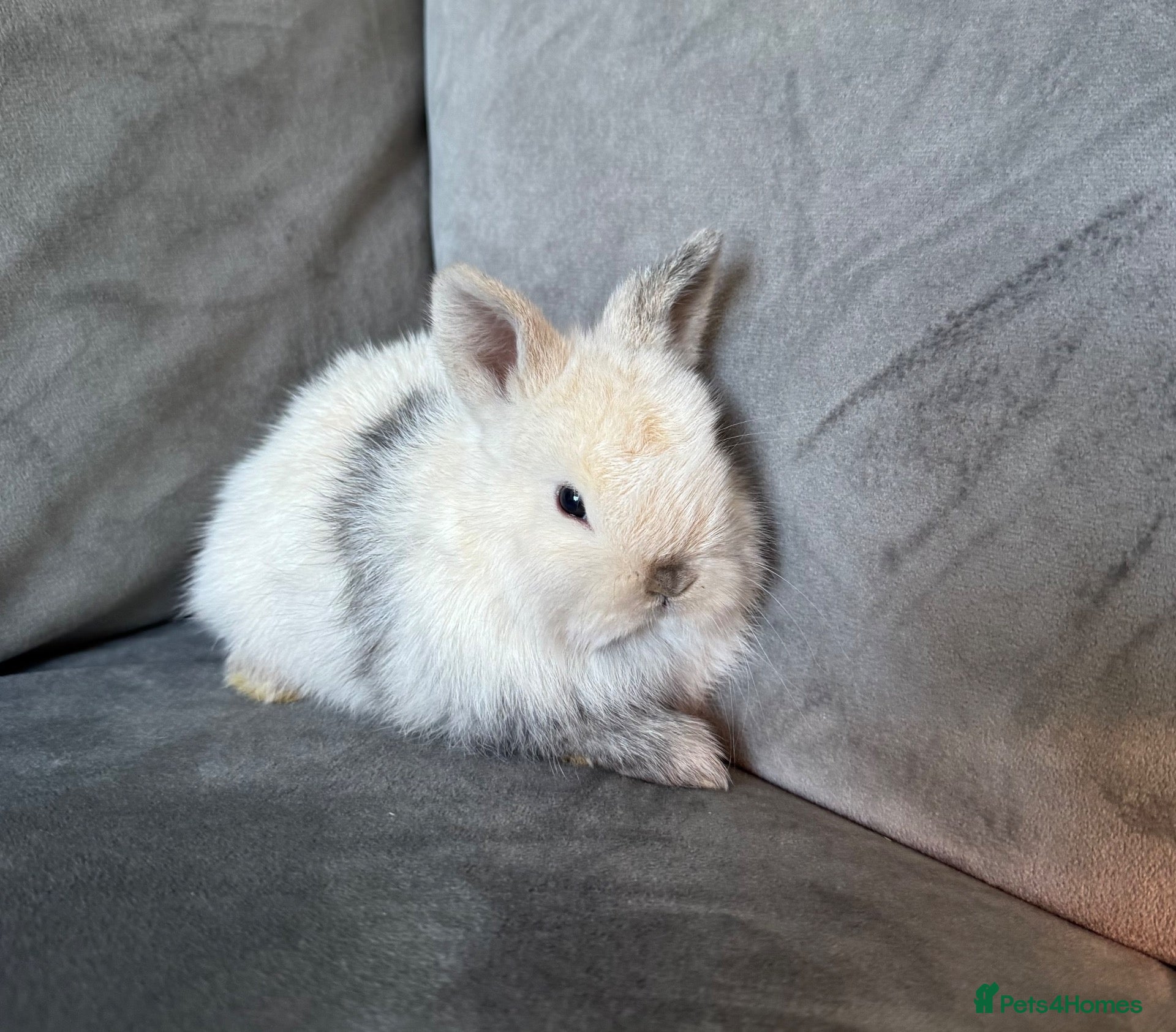 Netherland Dwarf rabbits Ready 9th November, Well Handled Beautiful Bunnies - Advert 6