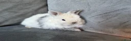 Netherland Dwarf rabbits for sale: Ready 9th November, Well Handled Beautiful Bunnies - Advert 1