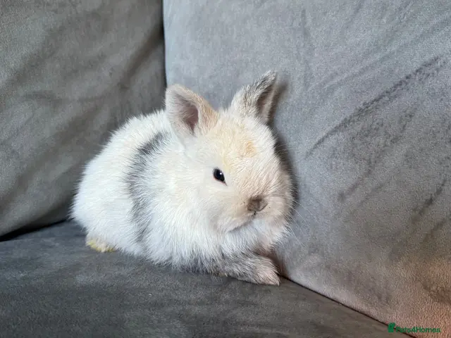 Netherland Dwarf rabbits Ready 9th November, Well Handled Beautiful Bunnies - Advert 6